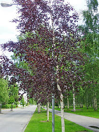 Береза повисла Purpurea 3 річна, Берёза повислая Пурпуреа, Betula pendula Purpurea