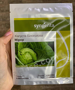 Насіння білокачанної капусти Міррор F1 (Mirror F1) Syngenta 2500, фото 1