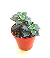 Граптопеталум парагвайский Graptopetalum paraguayense Суккулент Комнатное растение