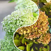 Гортензія волотиста Романтік Айс /HYDRANGEA PANICULATA Romantic Ace С7,5