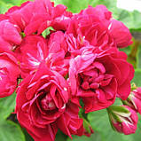 Пеларгонія Monseruds Rosen вкорінений живець Pelargonium Monseruds Rosen, фото 3