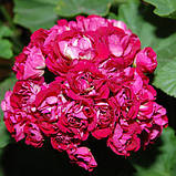 Пеларгонія Monseruds Rosen вкорінений живець Pelargonium Monseruds Rosen, фото 2