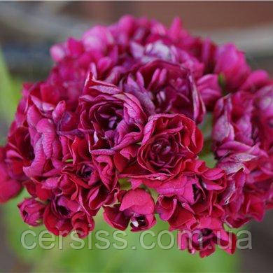 Пеларгонія Monseruds Rosen вкорінений живець Pelargonium Monseruds Rosen, фото 1