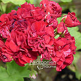 Пеларгонія розебудна червона Ruby rosebud вкорінений живець Pelargonium Ruby rosebud, фото 2