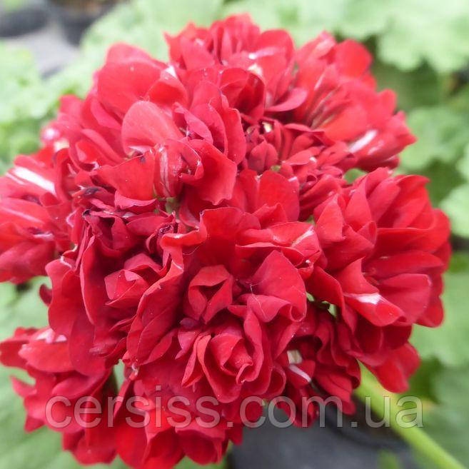 Пеларгонія розебудна червона Ruby rosebud вкорінений живець Pelargonium Ruby rosebud, фото 1
