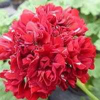 Пеларгония розебудная красная Ruby rosebud укорененный черенок Pelargonium Ruby rosebud