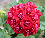 Пеларгонія розебудна червона Ruby rosebud вкорінений живець Pelargonium Ruby rosebud, фото 3