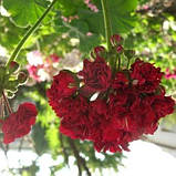 Пеларгонія розебудна червона Ruby rosebud вкорінений живець Pelargonium Ruby rosebud, фото 4