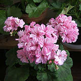 Пеларгонія Occold Lagoon рожева вкорінений живець Pelargonium Occold Lagoon, фото 4