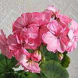 Пеларгонія Occold Lagoon рожева вкорінений живець Pelargonium Occold Lagoon, фото 5