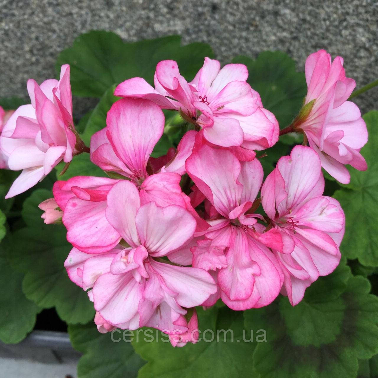 Пеларгонія Occold Lagoon рожева вкорінений живець Pelargonium Occold Lagoon, фото 1