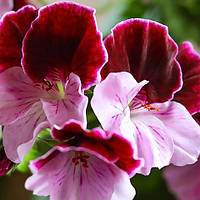 Пеларгония Fairy Queen, Pelargonium Fairy Queen