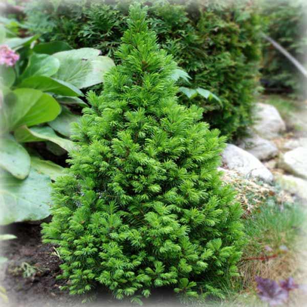 Ялина канадська Коніка (Conica), фото 1