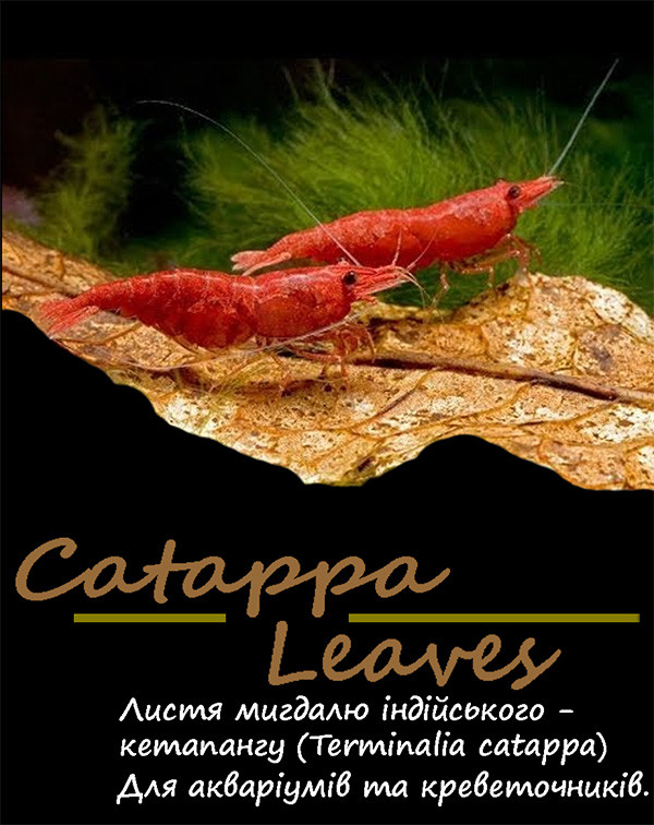 Листя катаппи (мигдаль індійського) для риб і креветок "Catappa Leaves" тм Буся — паковання 5 шт.
