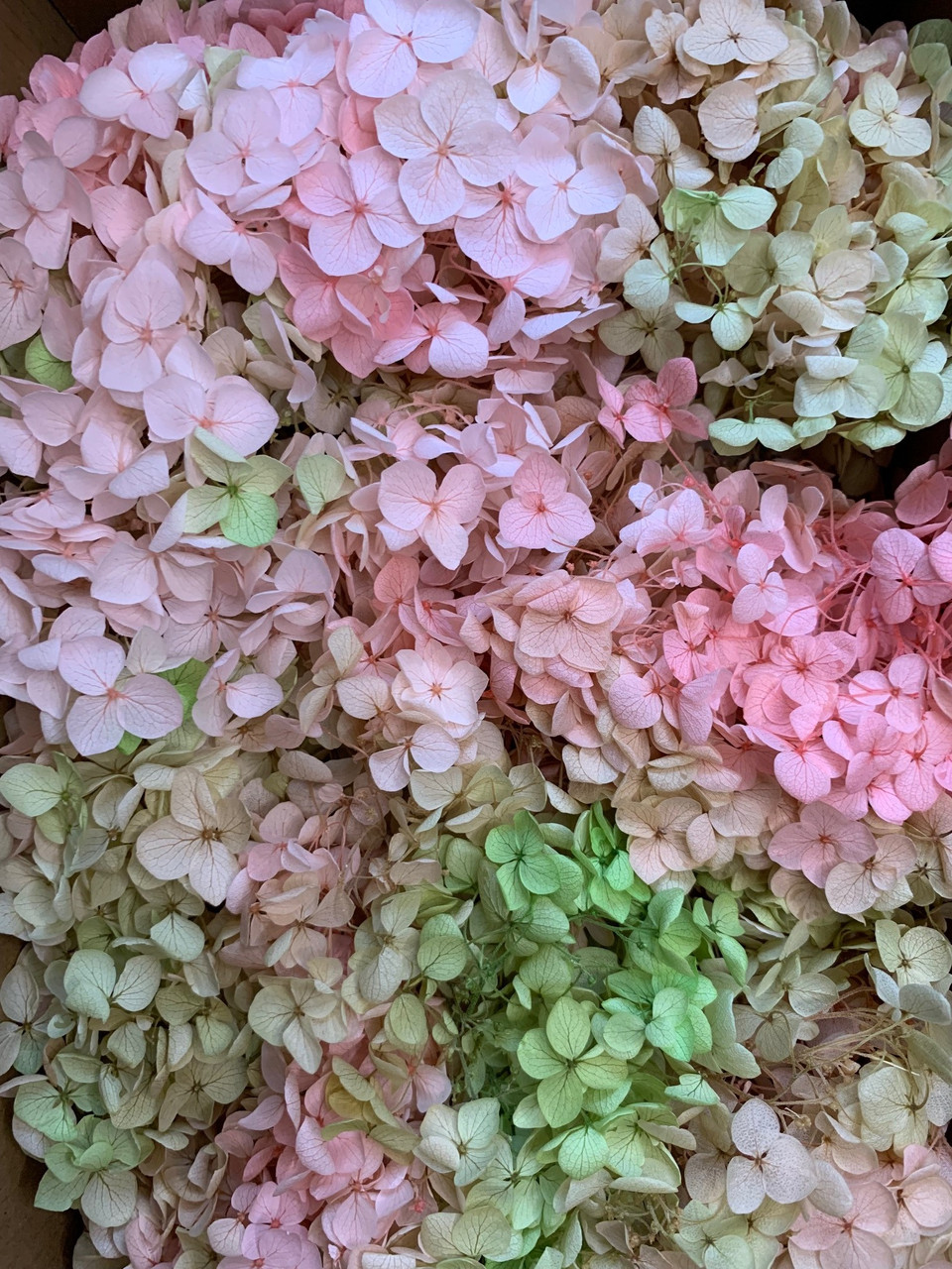 Гортензія стабілізована рожево - салатова( 10 гр )