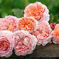 Роза Дэвида Остина Абрахам Дерби, Rosa Abraham Darby