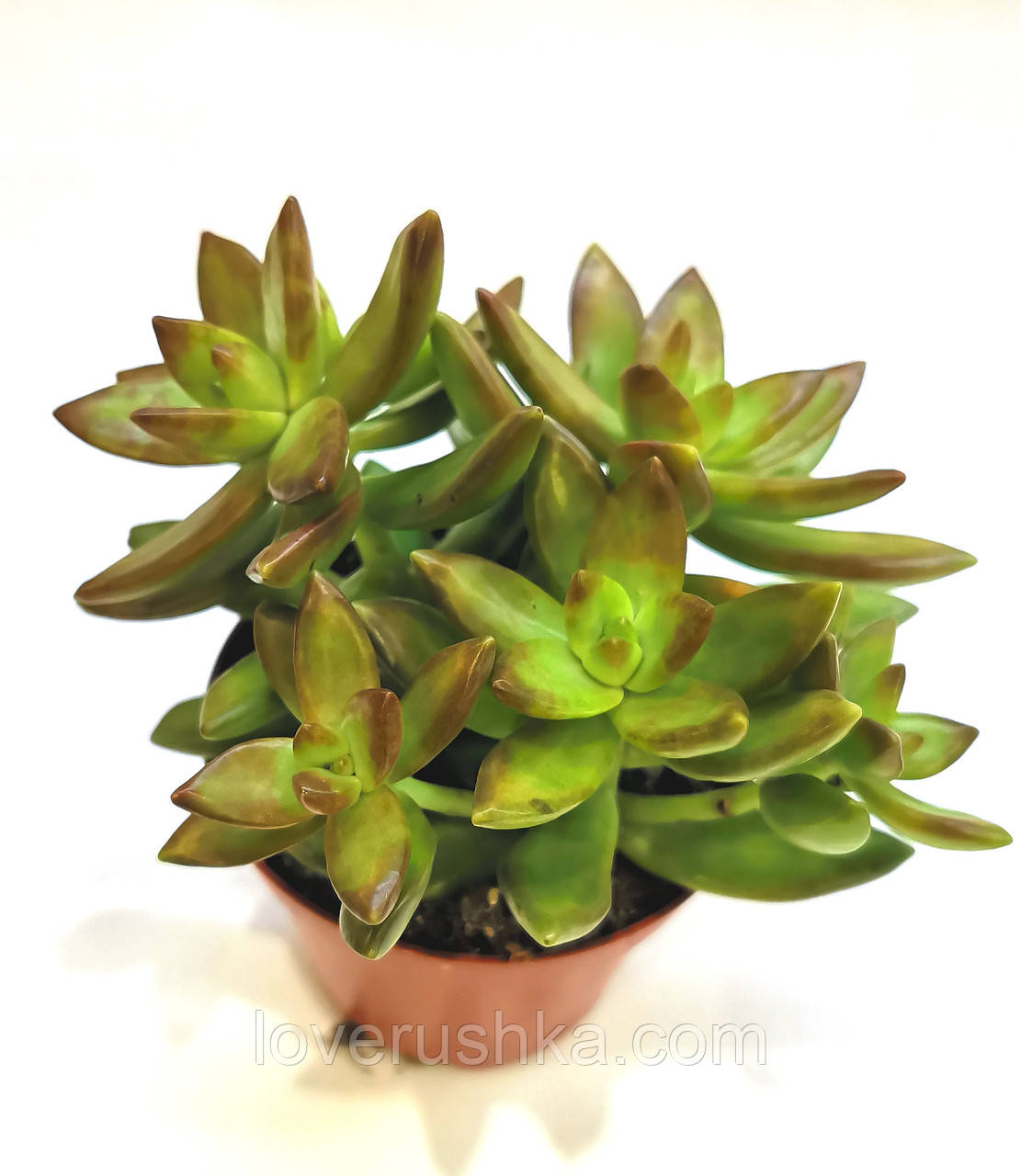 Седум нуссбаумера очиток Sedum nussbaumerianum Суккулент Комнатное ...