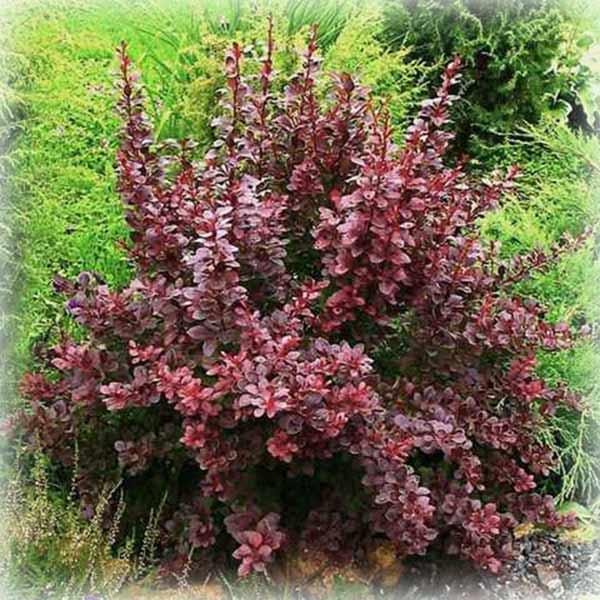 Барбарис тунберга Атропурпуреа (Atropurpurea)
