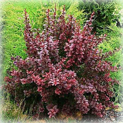 Барбарис тунберга Атропурпуреа (Atropurpurea)