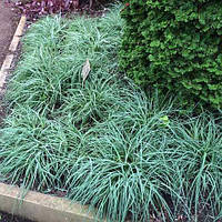 Carex "Blue Zinger"