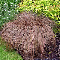 Carex "Bronze"