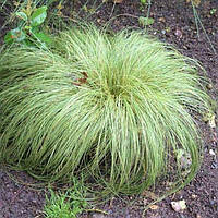 Carex "Frosted Curls"
