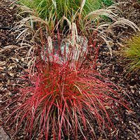 Miscanthus sinensis "Ruby Cute"