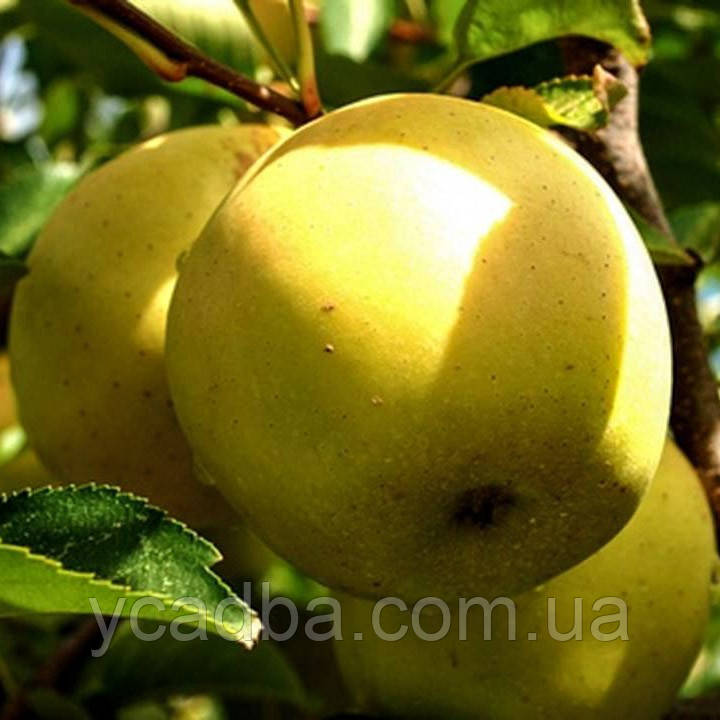 Яблуня Ренет золотий (осіння), фото 1