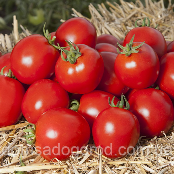 Томат КС 470 F1 / KS 470 F1 Kitano Seeds 1000 шт