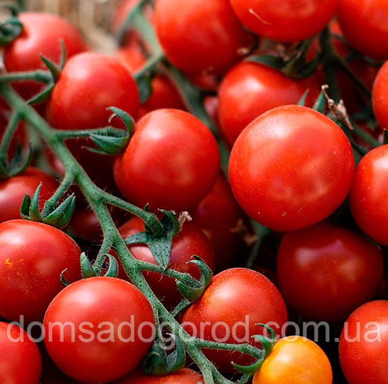 Томат КС 390 F1 / KS 390 F1 Kitano Seeds 500 насінин, фото 1