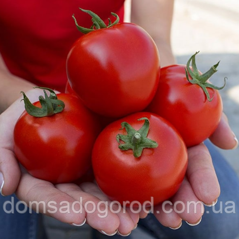 Томат КС 2910 F1 / KS 2910 F1 Kitano Seeds 500 насінин