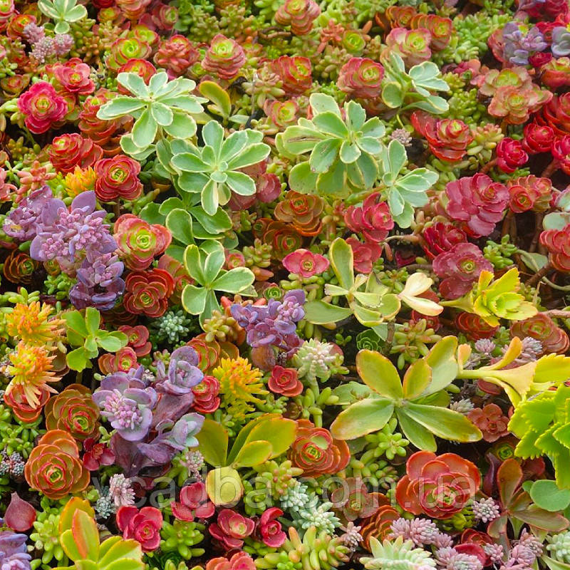 Мікс очитків 5 шт (горщики по 0,5л), фото 1