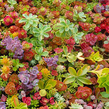 Мікс очитків 5 шт (горщики по 0,5л)