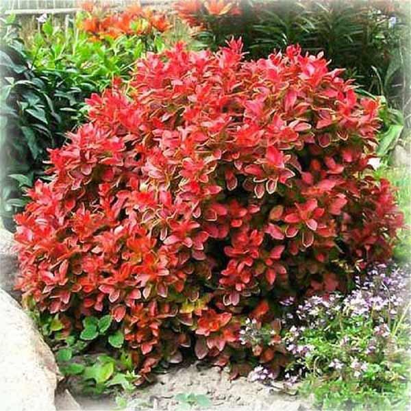 Барбарис тунберга Корал Мая (Coral Maja), фото 1