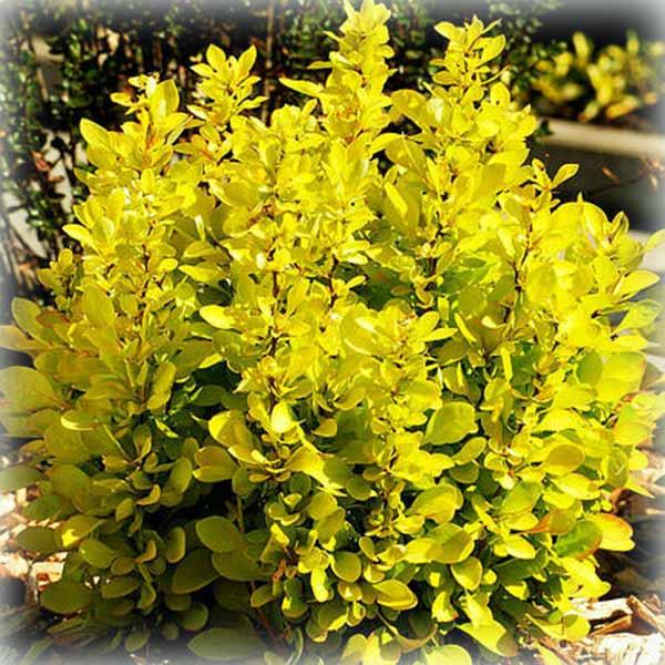 Барбарис тунберга Марія (Maria), фото 1