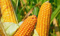 Насіння кукурудзи ВН 6763