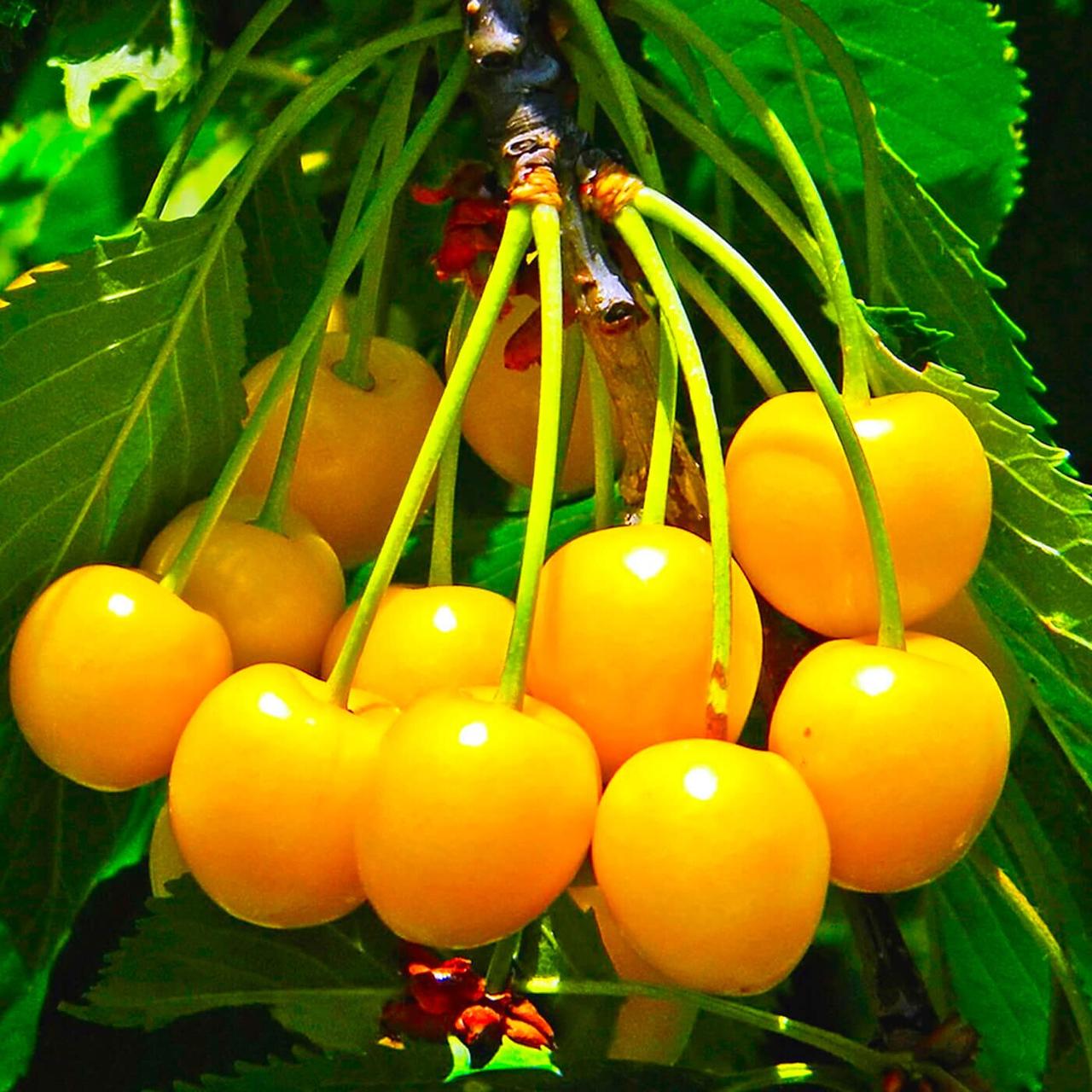 ЧЕРЕШНЯ КРАПНОПЛОДНА ЖІЛТА