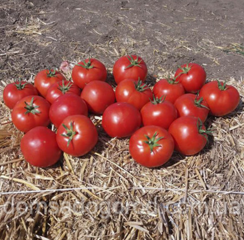 Томат КАМИ F1 / KAMI F1 Kitano Seeds 500 шт
