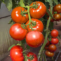 Васанта F1 (100 нас.) насіння томату Rijk Zwaan