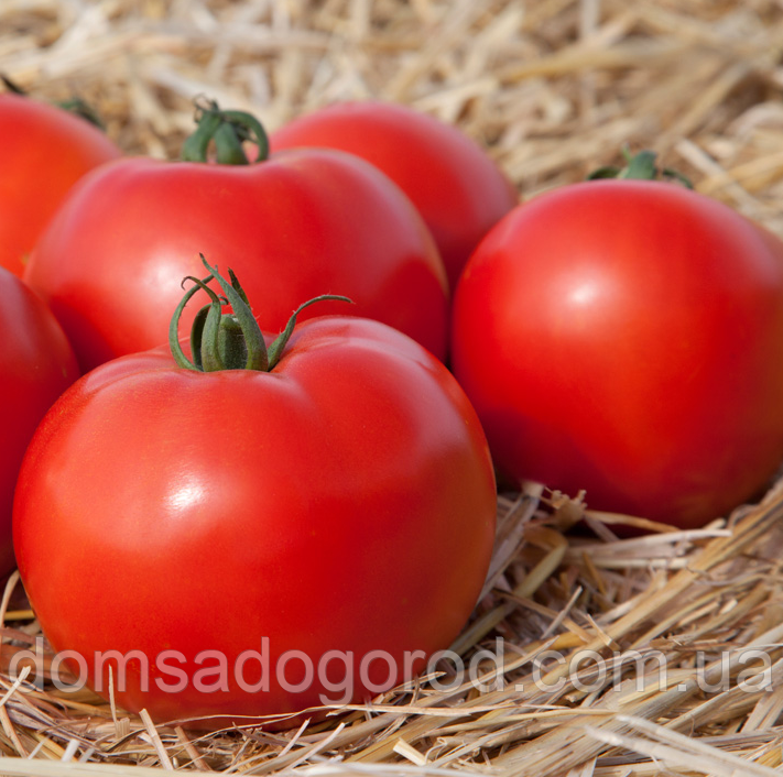 Томат ХАЙД F1 / HYDE F1 Kitano Seeds 1000 шт