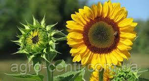 Насіння соняшника Ідида