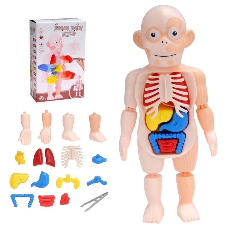 Анатомічна 3D модель людського тіла (анатомія людини) Human Body W 608