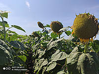 Сербський соняшник стійкий до 7+ семи рас заразах АВАЛОН. Гібрид НС 6046 стійкий до засухи. Преміум, фото 8