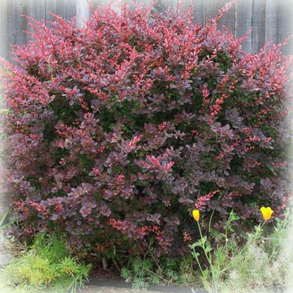 Барбарис тунберга Ред Чиф (Red Chief), фото 1