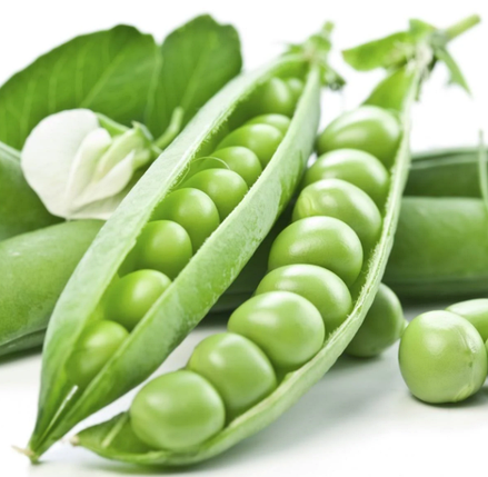 Горох овочевий Сабрина, 100000 насінин - солодкий, середньостиглий (Syngenta), фото 1