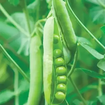 Горох овочевий Сабрина, 100000 насінин - солодкий, середньостиглий (Syngenta), фото 2