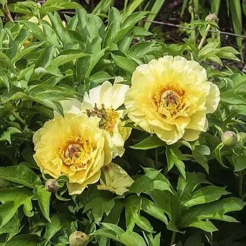 Купить Цветок Пион корневища ITOH Garden Treasure Махровый Желтый ...