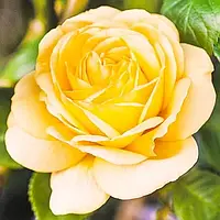 Саженец розы Arthur Bell Декопланта желтого цвета от GreenMarket, 1 штука в упаковке, с фруктовым ароматом