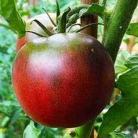 Семена помидор Черный Принц Бордово-черный Семена 0,1 гшт. GreenMarket