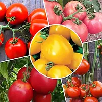 Набор семян высокорослых томатов разноцветных 5 упаковок, сорта Черный принц, Амурский Тигр, Де Барао и др.